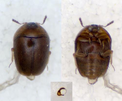 Réf. 315 676 : Sericoderus sp.